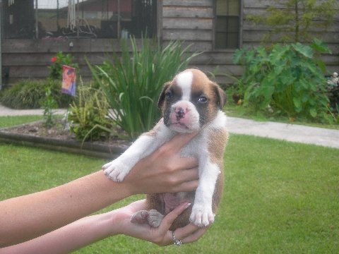 new_pup_3_weeks