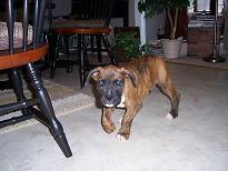 new_puppy_004