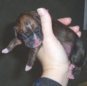 Newborn Dozer