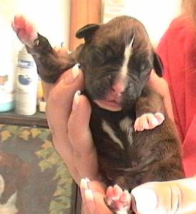 newborn Zeus