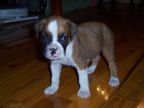 newpup1-1