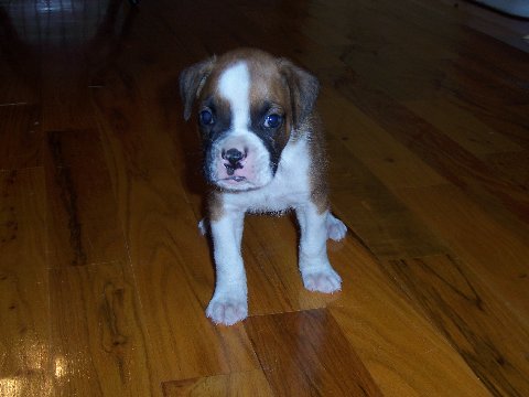 newpup2-1