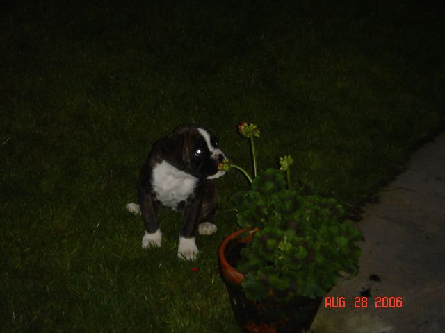 Nice Flowers