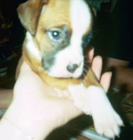 Nico 5 weeks old