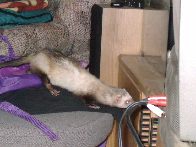 Niki