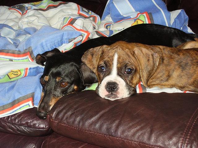 Nikki and Duster