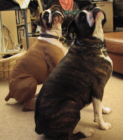 Nikki and Roxie