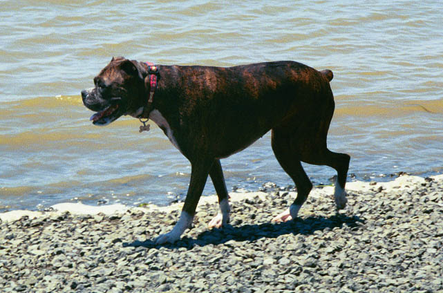 Nikki the beach comber