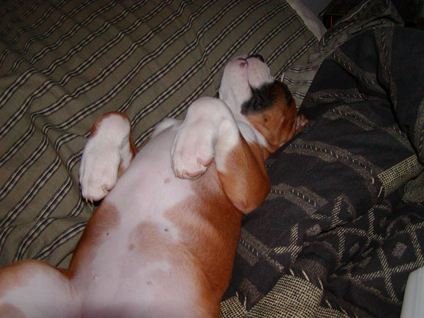 Nikki_sleeping