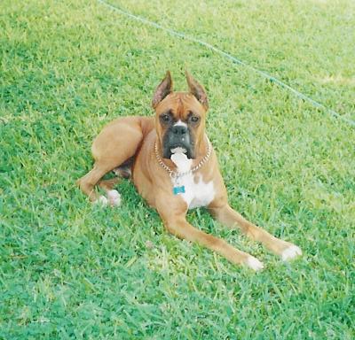 Nikko still watching over us.