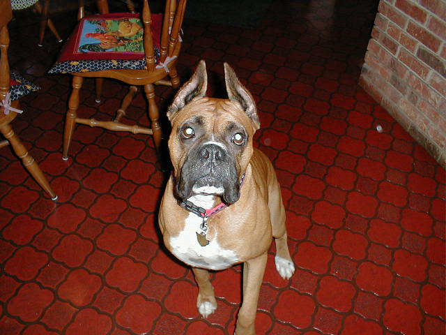 Nikko who is watching over us