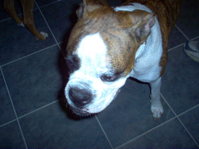 Nikko's head