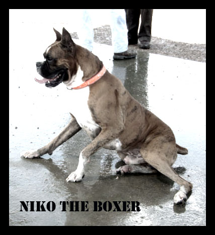 Niko the Boxer