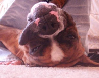Niko the Boxer