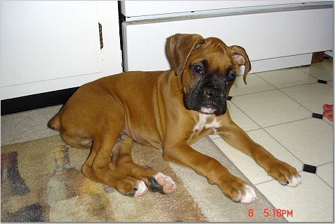 nine weeks old