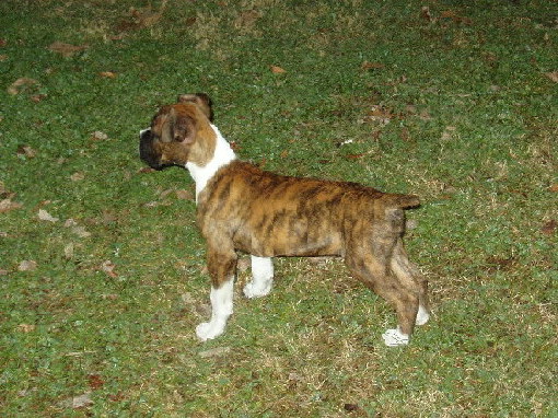 Nineweeks