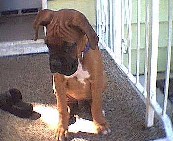 Ninja pup