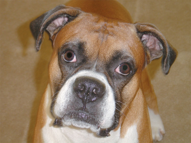 Nitro Methane Funny Dog