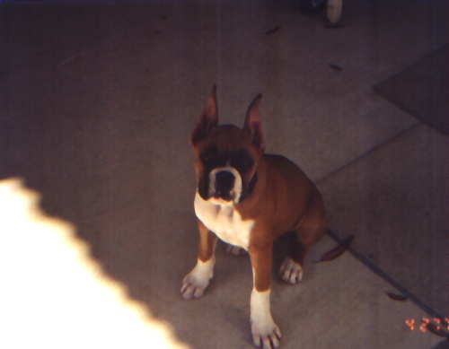 nitro_10_weeks