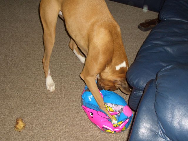 No more ball fun...