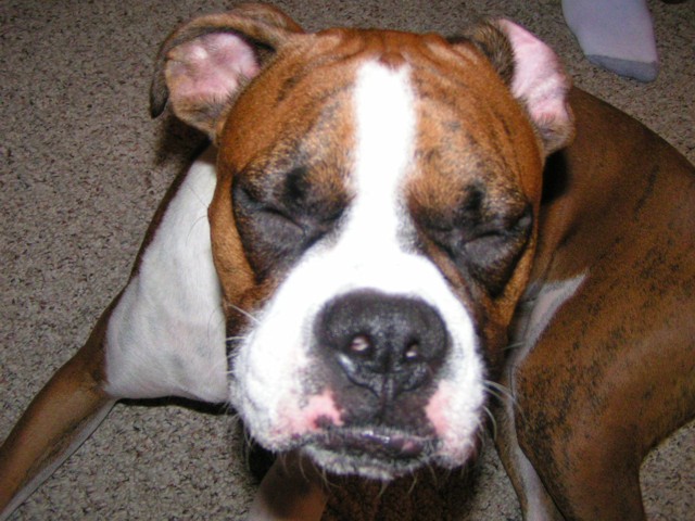 No more pictures!!!!