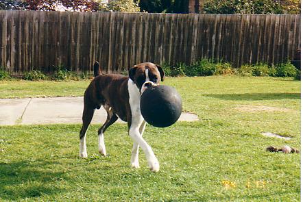 No tennis balls for me!