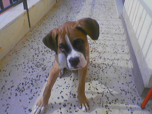 no treat?