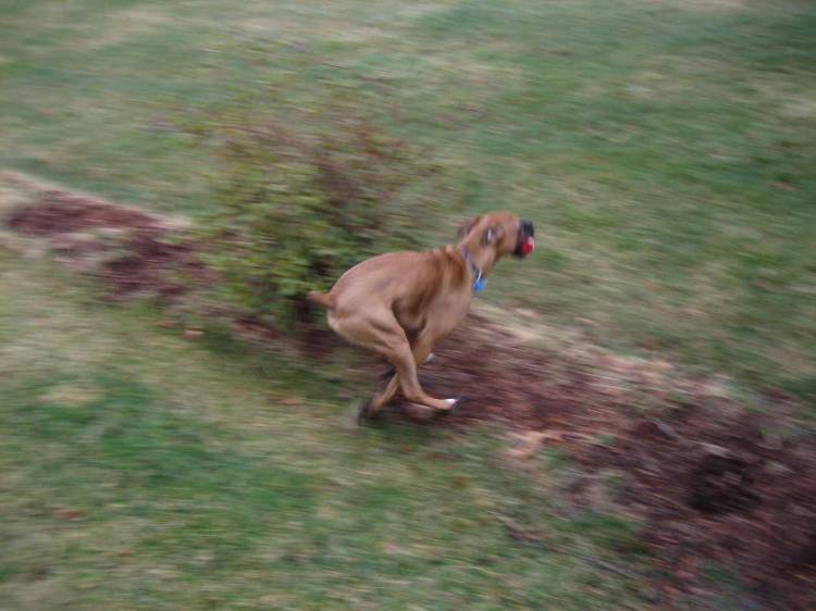 No, you can not have the ball!