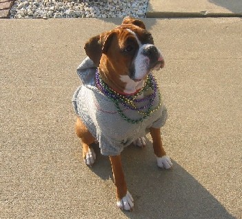 Nola after Barkus Parade