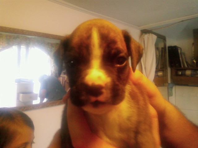 noname puppy