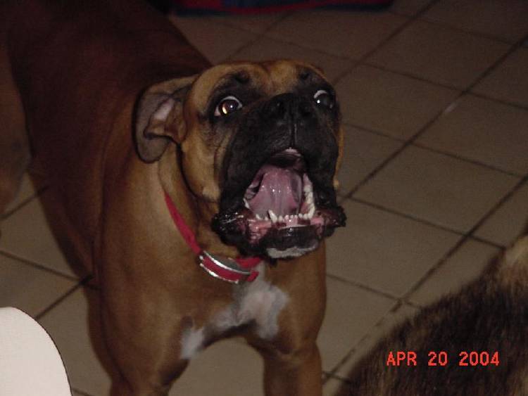 Nooooooo!  Not the rubber chicken!!!