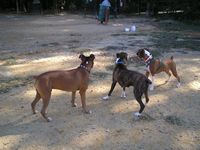 Northern VA boxer bash October 2006