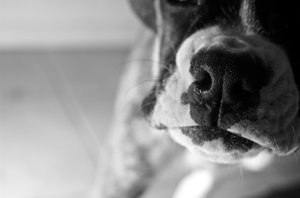 nose