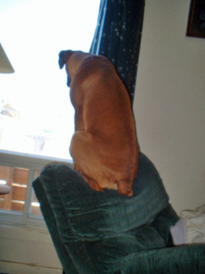 Nosey dog