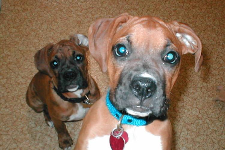 nosey puppies