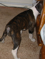 nosey puppy