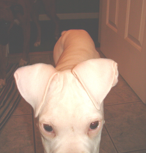 Nosing the camera!