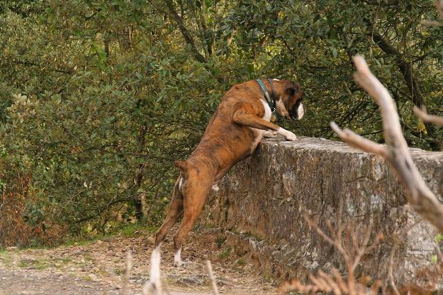 Nosy boxer