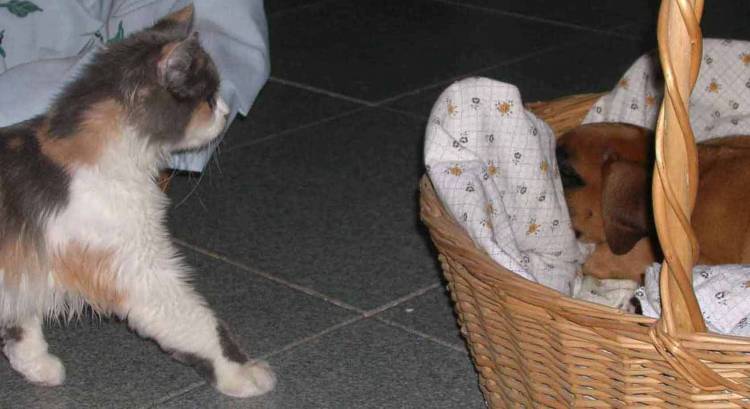 Nosy kitten