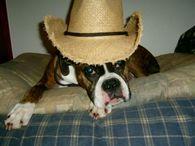 Not a hat dog!!!!