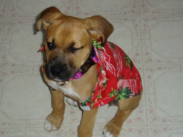Not liking new shirt!