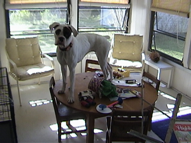 not where a dog should be