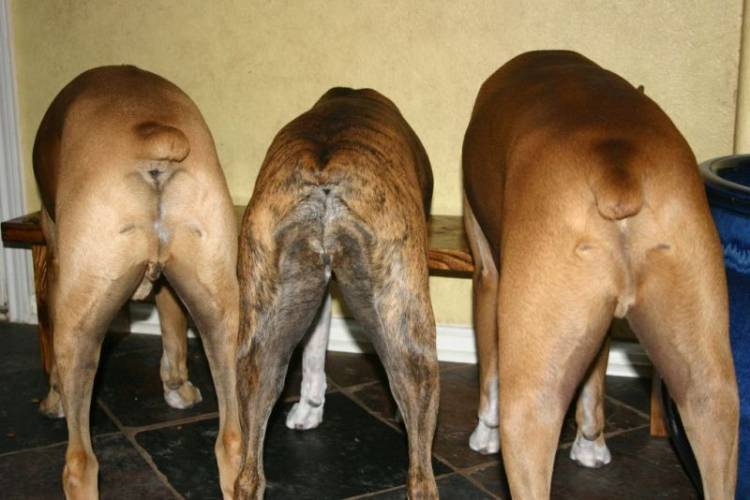 Nothing butt boxers!