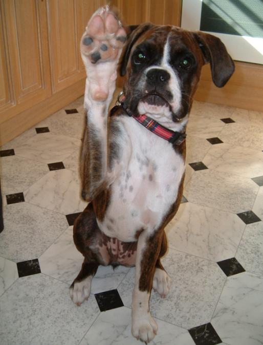 Now can i have some peanut butter on toast?