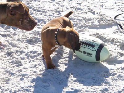 Now how do I go about getting this football in my mouth?