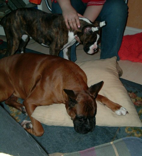 Now listen, kid, the pillow is MINE! Got it?
