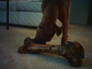 Now That is a BIG BONE!