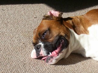 Now Thats A Smile!! Kobi