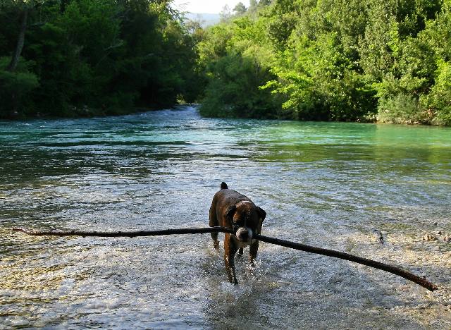 Now that's a stick.