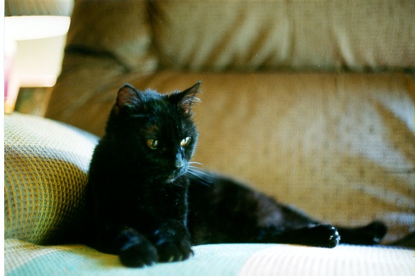 "Numa": the perfect kitty